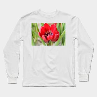 Tulipa  &#39;Lilliput&#39;  Tulip Long Sleeve T-Shirt